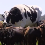 オーストラリアで巨大な牛を発見、あまりの大きさから処分を逃れ命拾い
