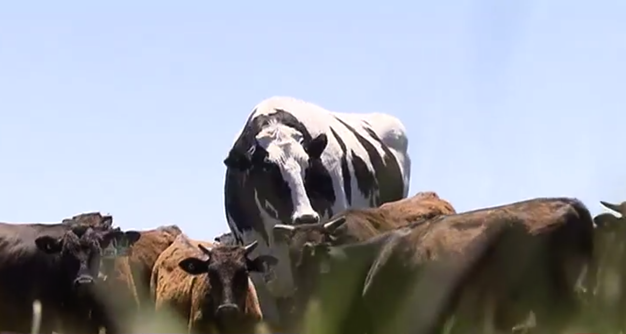 オーストラリアの巨大牛