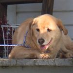 行方不明になった飼い犬、90キロ離れた前に住んでいた家で発見される