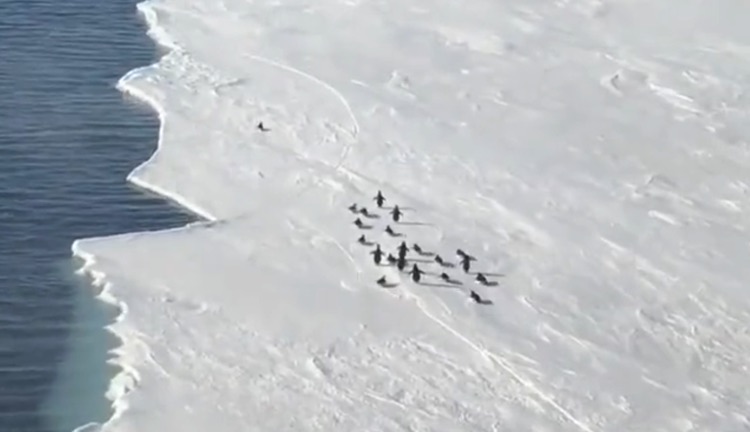 突然割れた氷・・・群れから取り残されたペンギン、ヒヤヒヤの展開に反響