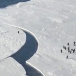 突然割れた氷・・・群れから取り残されたペンギン、ヒヤヒヤの展開に反響