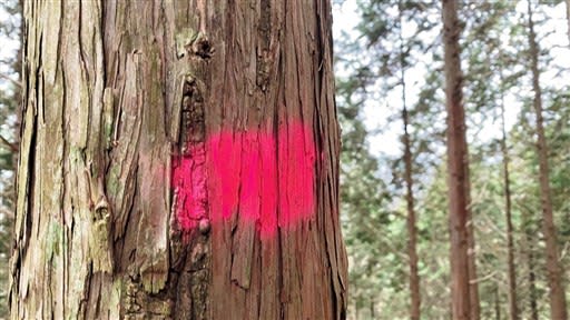「あまりにひどすぎる」登山関係者憤り、九州屈指の名峰で木にピンクの塗料